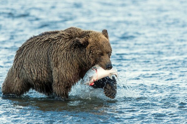 Fisch fängt einen Bären im Wasser ein