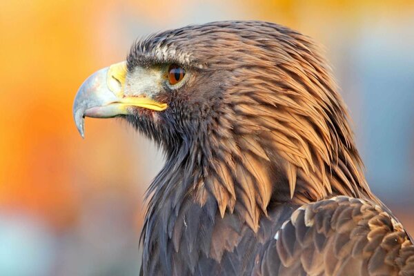 Der Adler Vogel ist schön und stolz