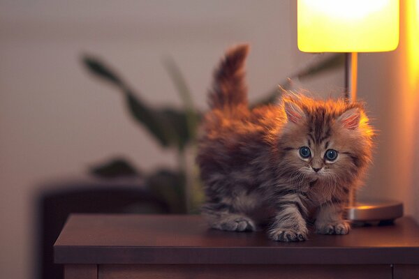 Ein flauschiges Kätzchen sitzt neben einer Lampe