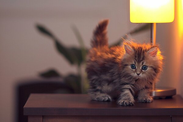 A fluffy kitten is sitting next to a lamp