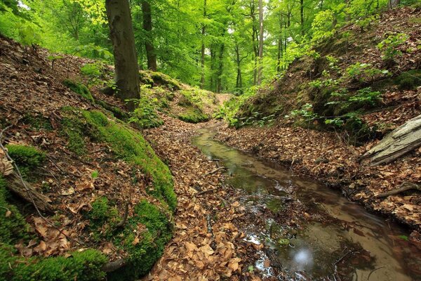 Arroyo en el bosque a principios de otoño