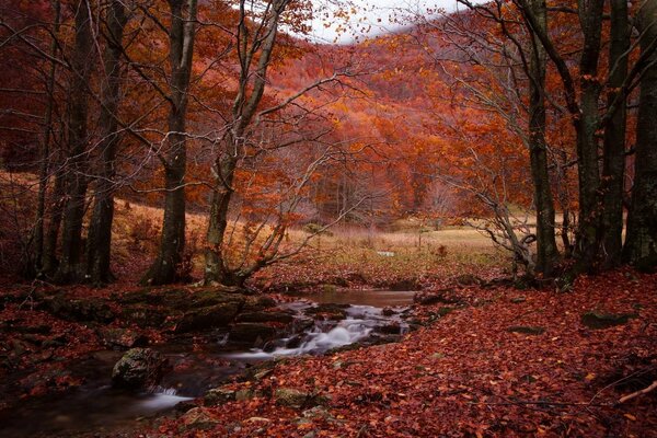 Red Autumn nature autumn forest