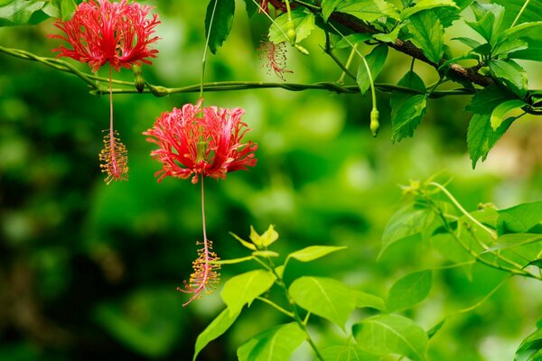 Exotischer Hibiskus löste Blumenohrringe auf