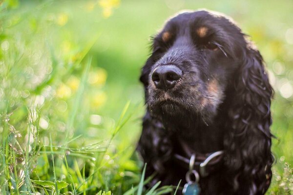 Lindo Spaniel negro se encuentra en la hierba