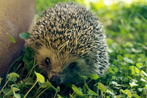 Hedgehog on the green grass sniffing the grass