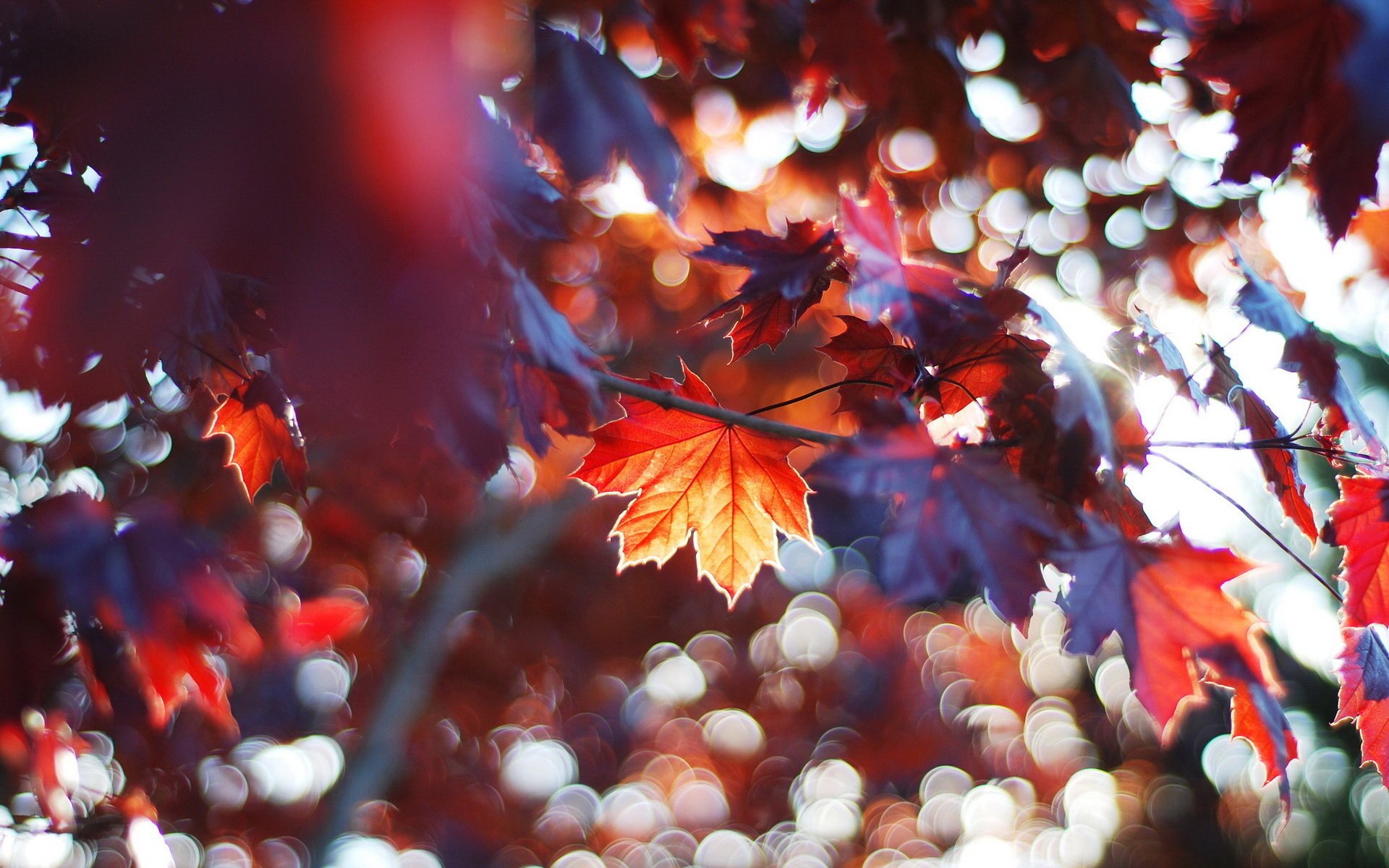 leaves blur macro