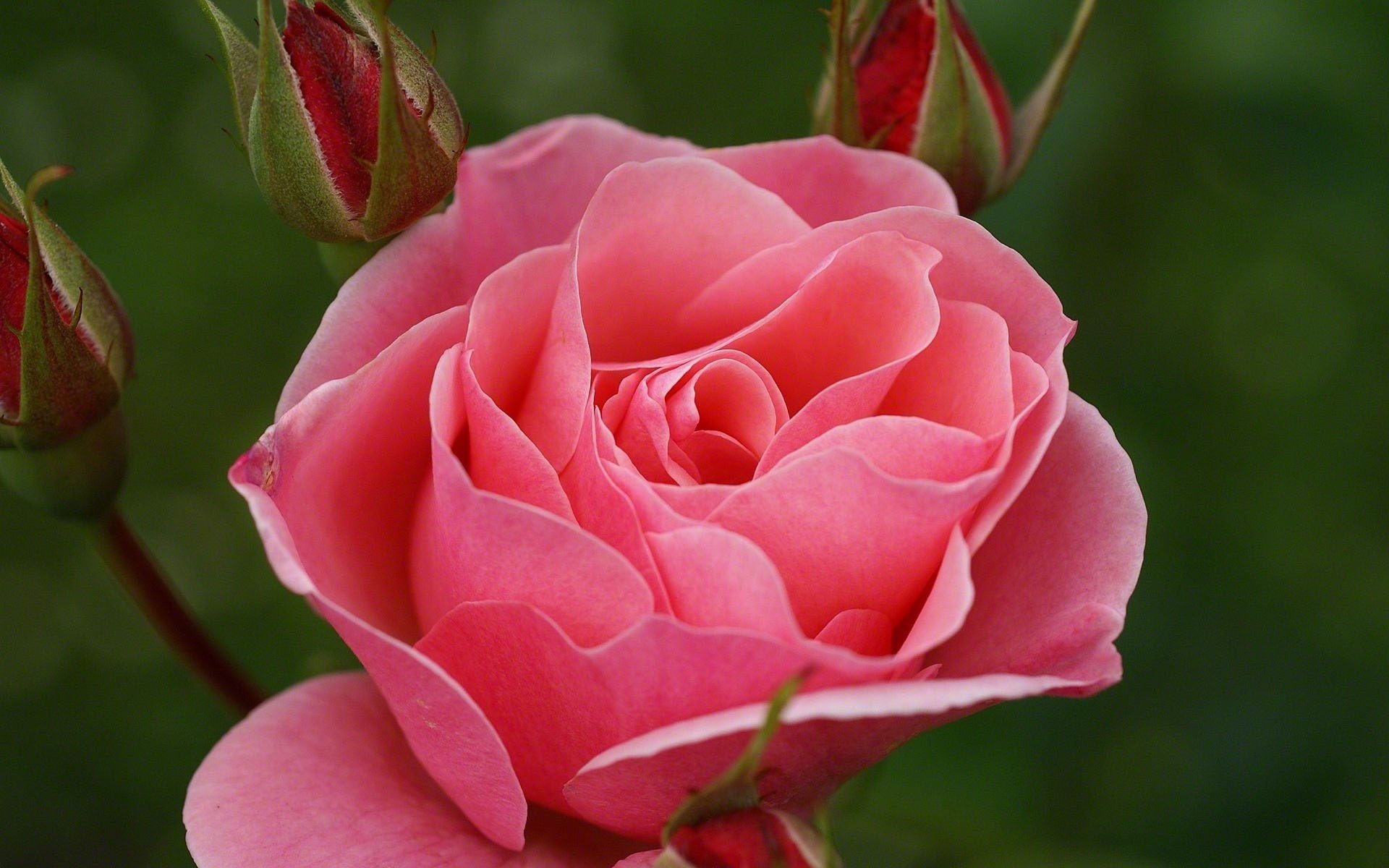 Розы Красивые