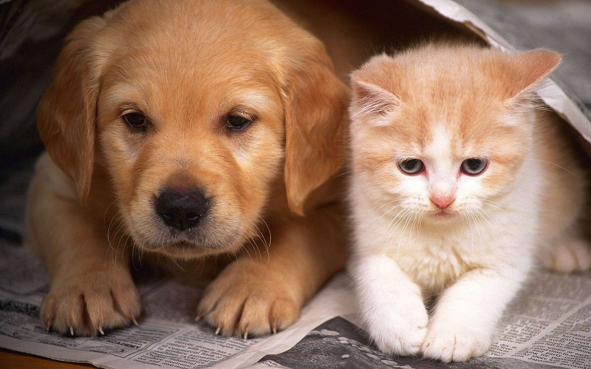 cucciolo gattino amici