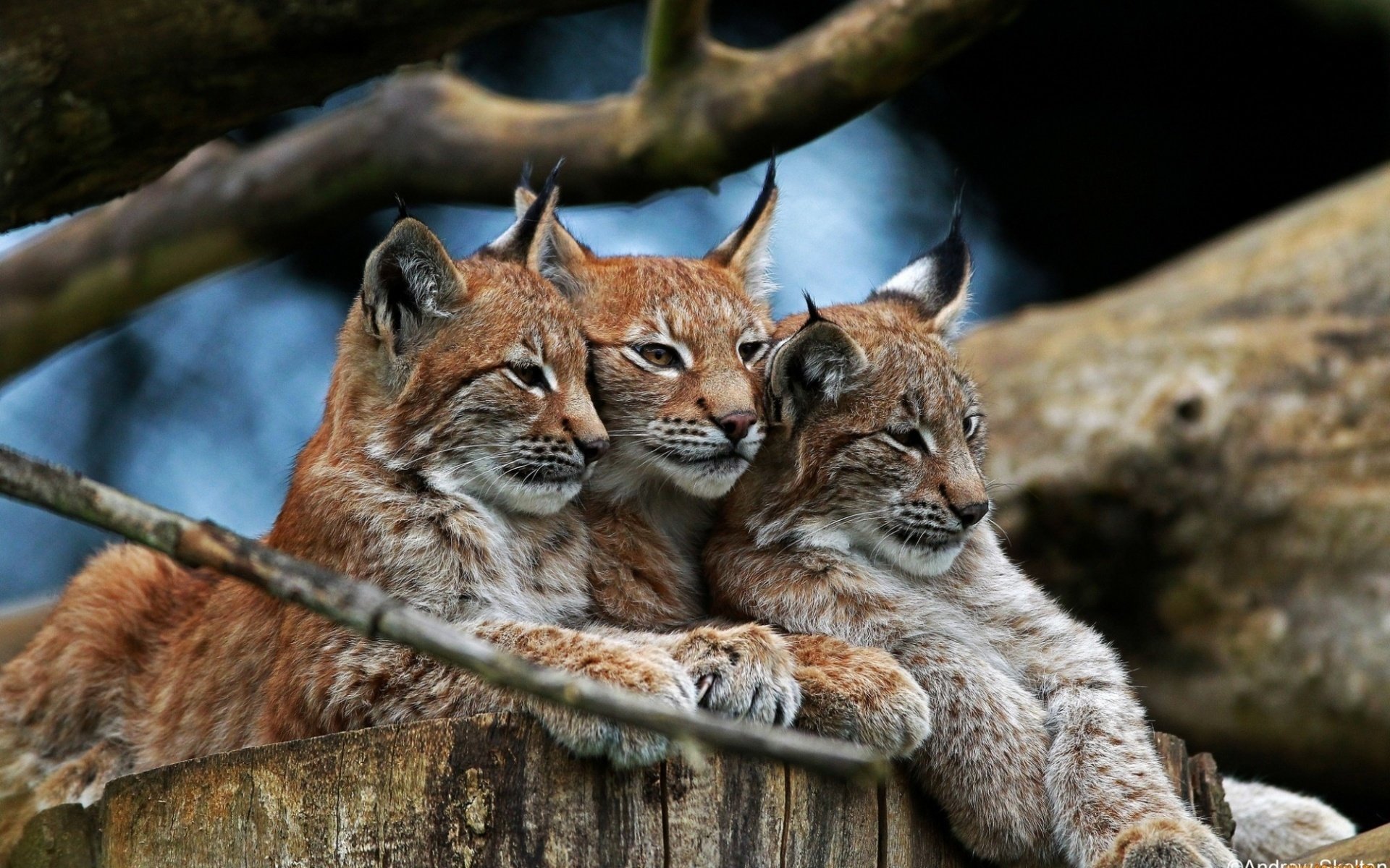 luchs familie wald