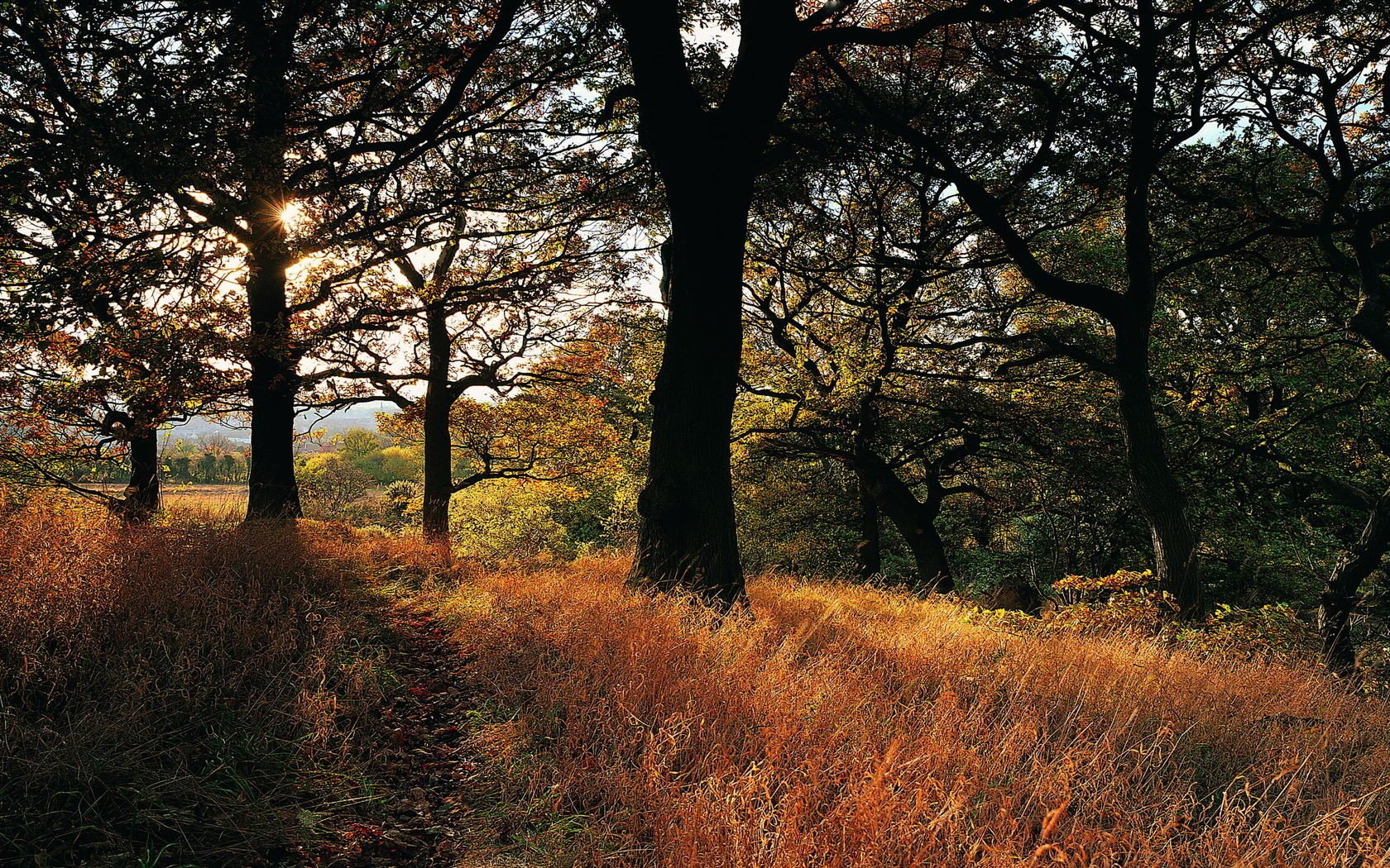 depevya gras wald herbst sonne strahlen