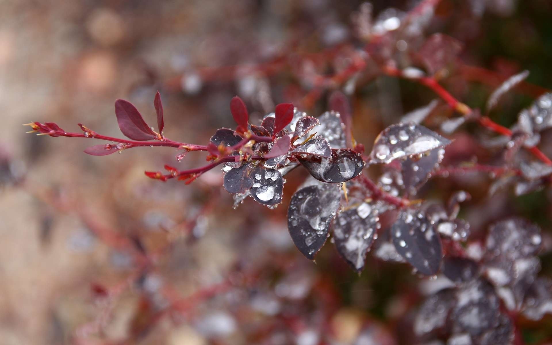 branch leaves drop