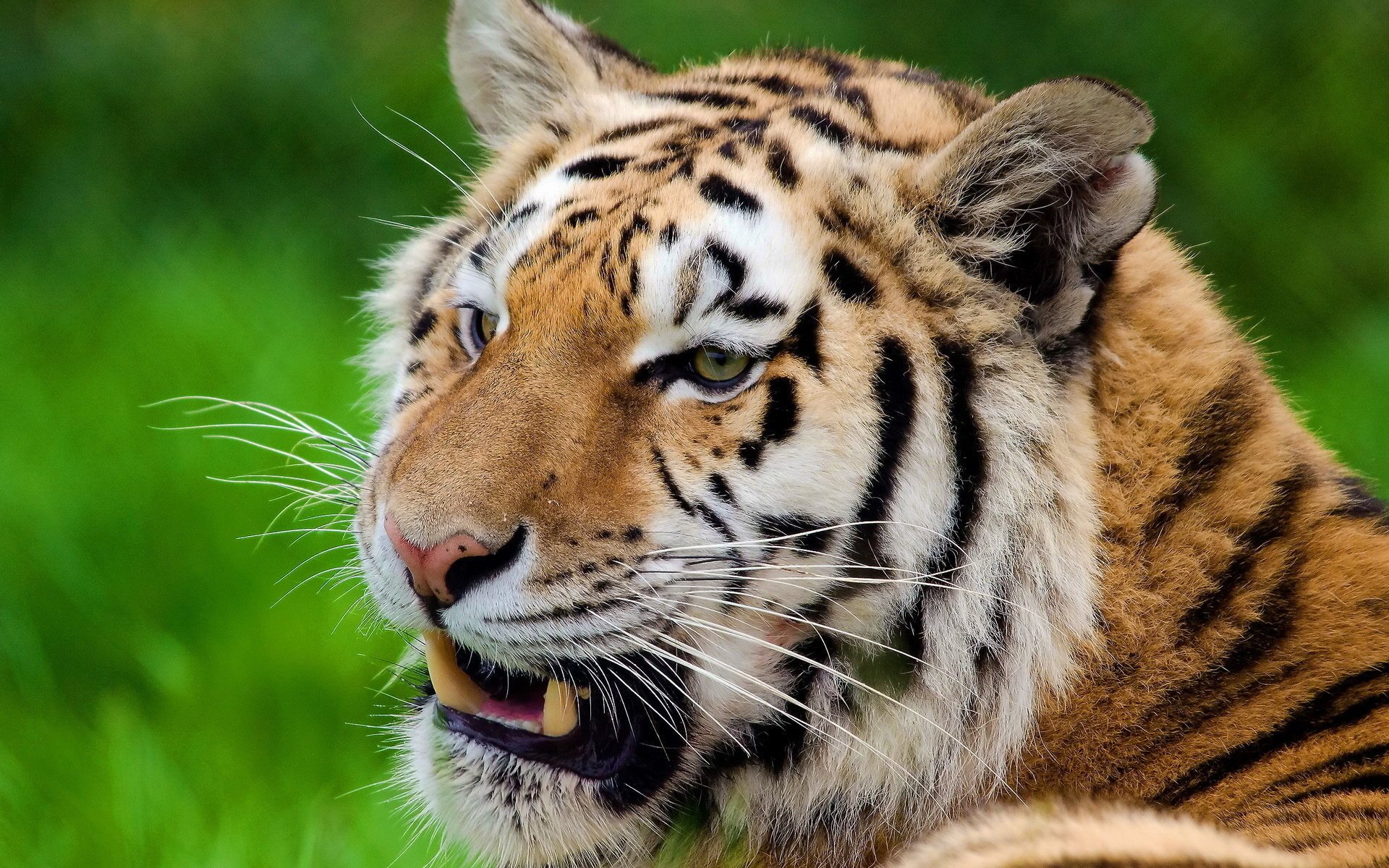 tiger schnurrbart sieht aus schnauze streifen ruhe