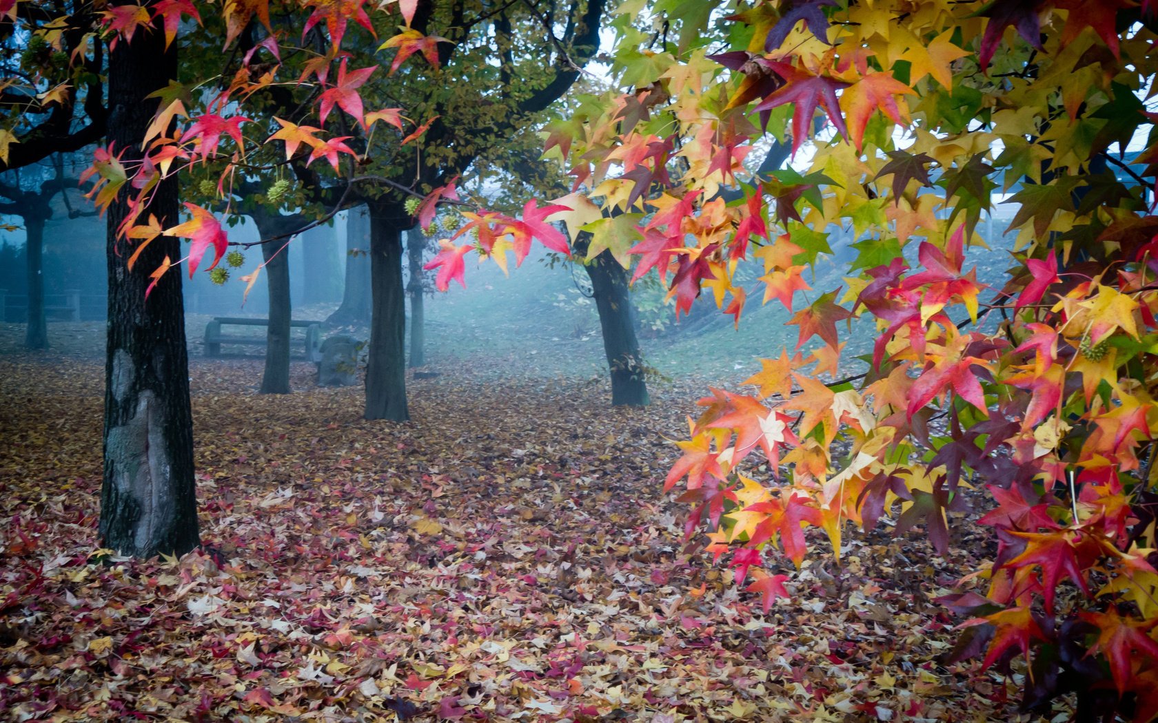 foglie giardino autunno nebbia