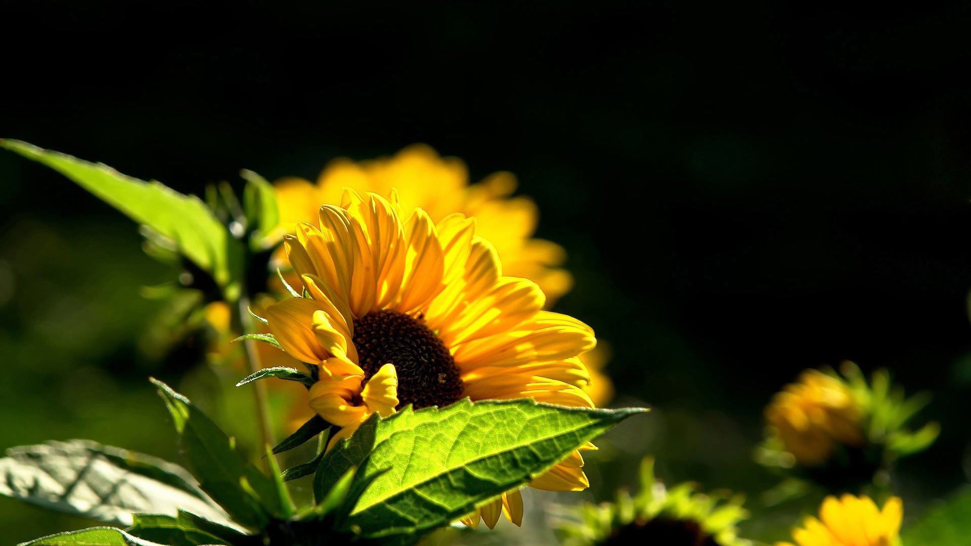 girasole sfondo nero