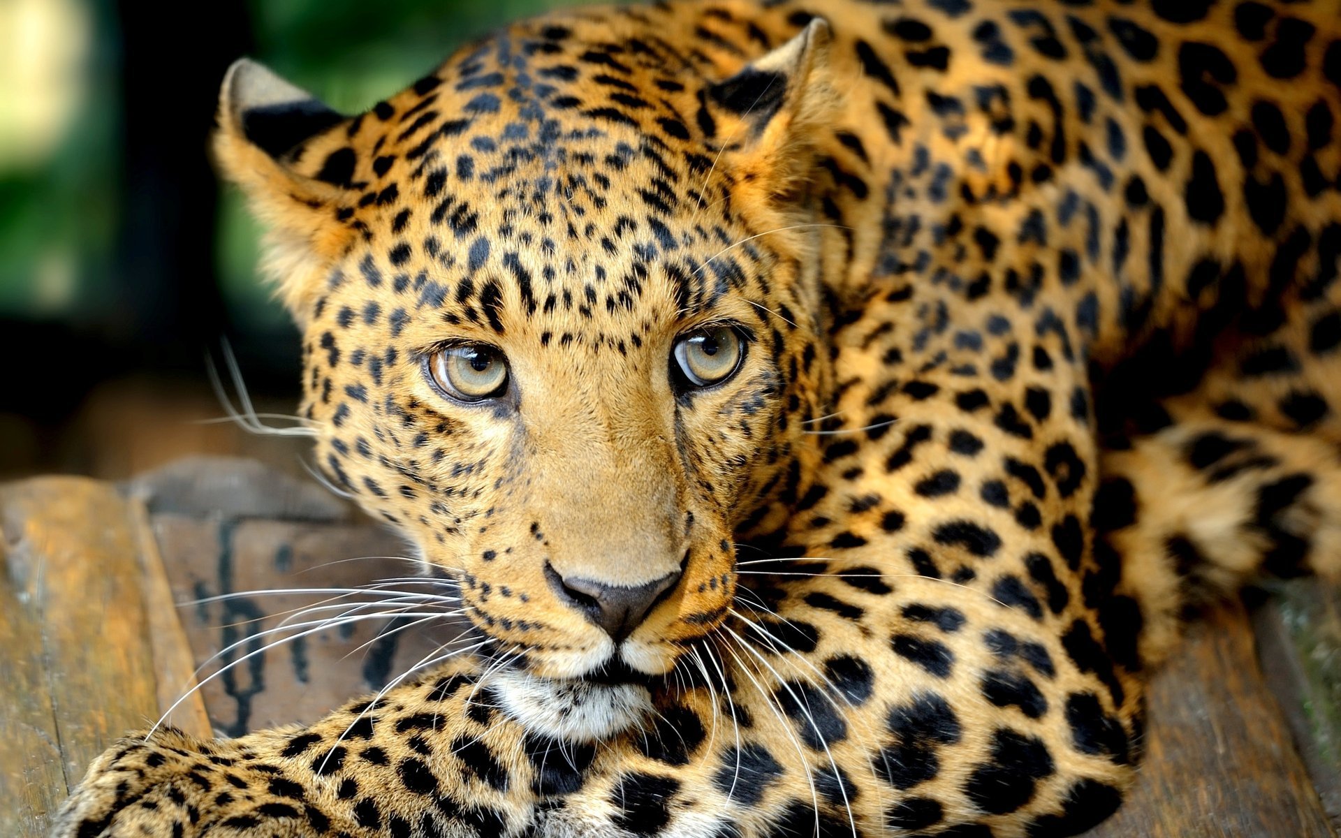 leopard große katze schnurrbart raubtier augen blick