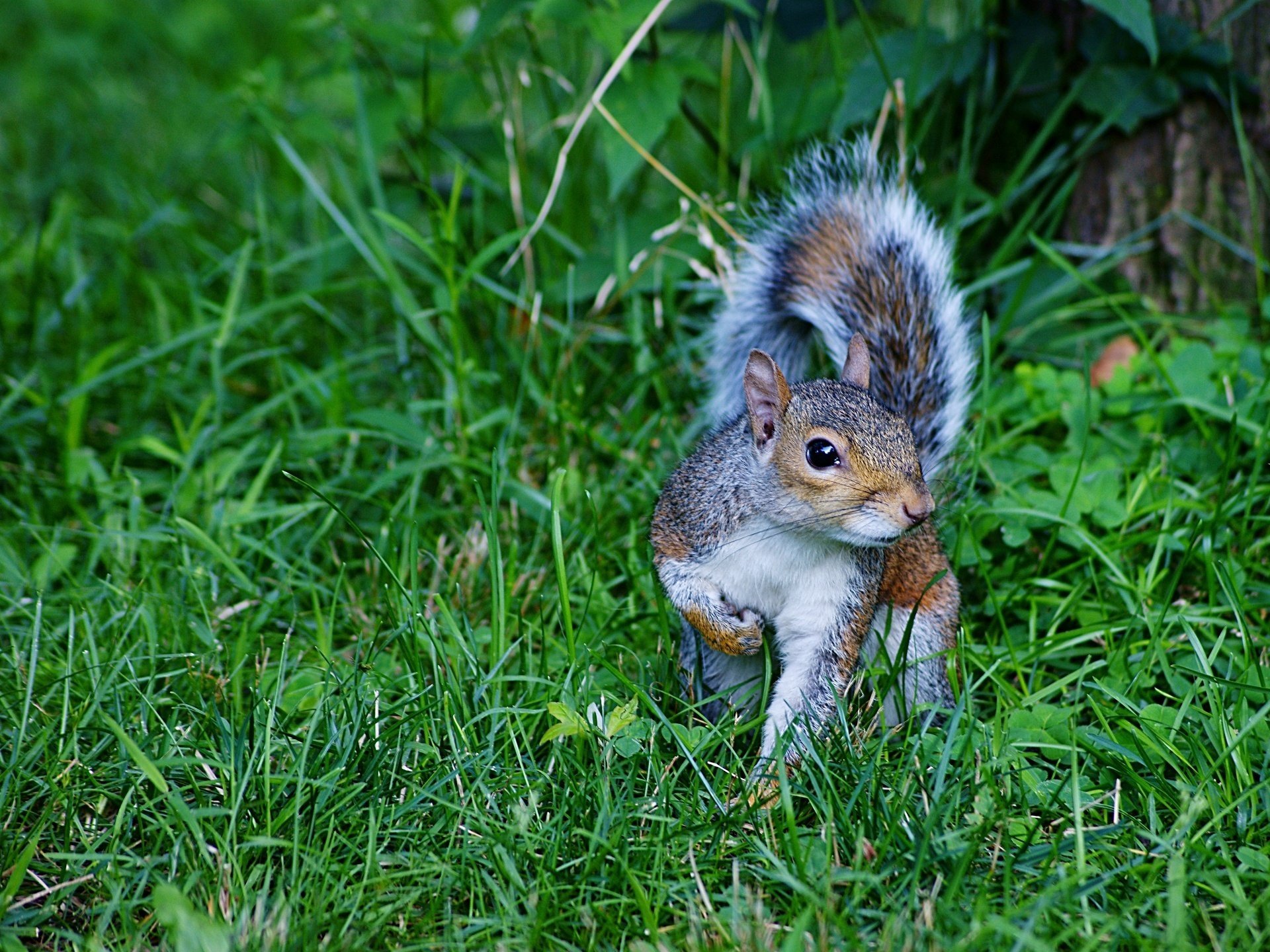 quirrel forest gra