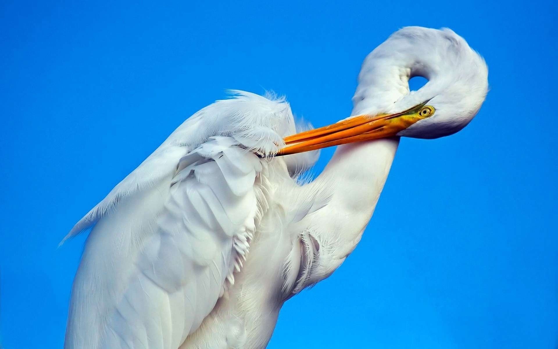 bird stork