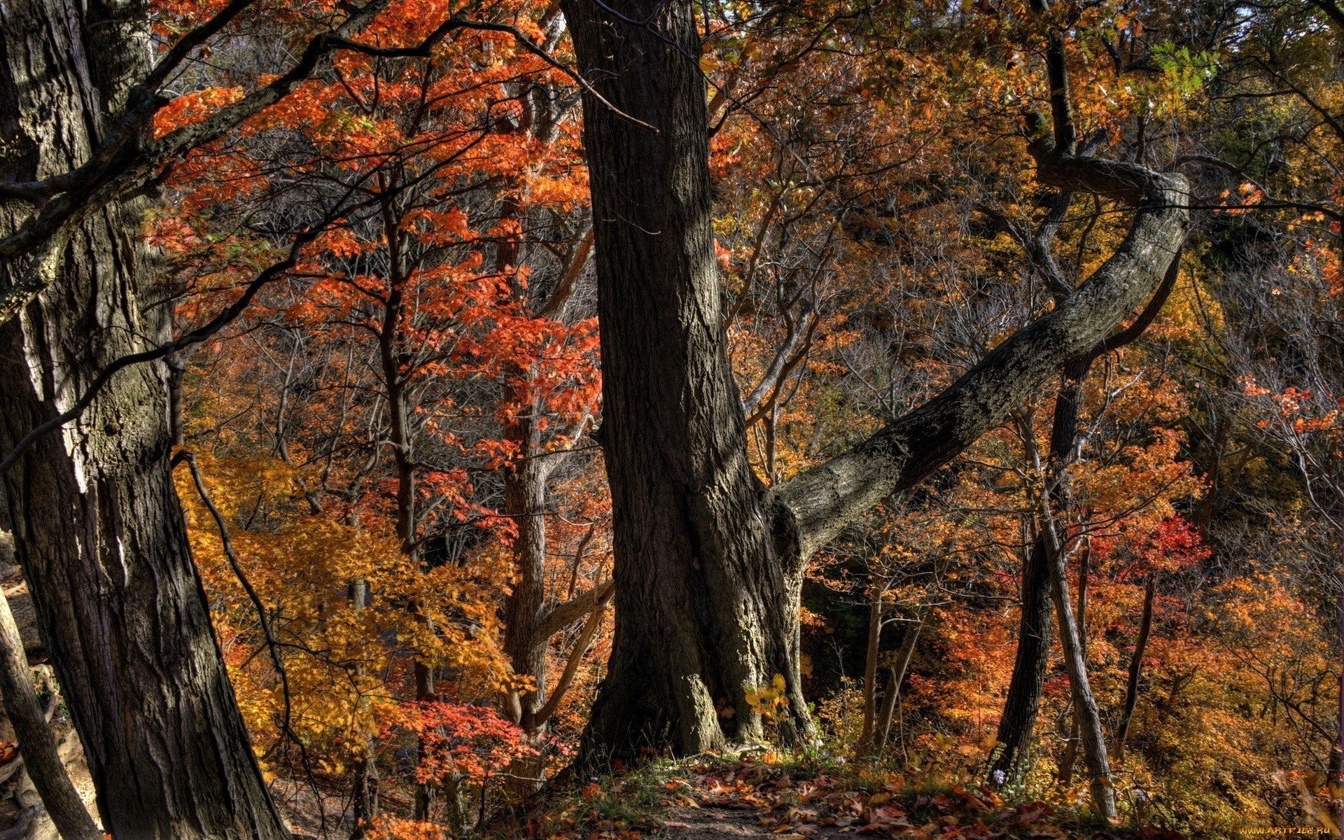 herbst wald