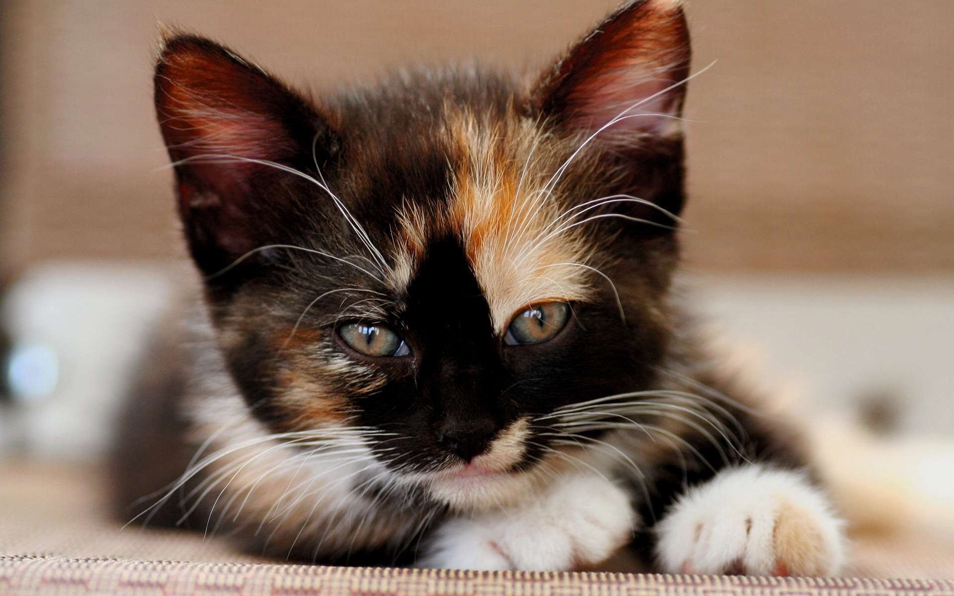 chaton chat regard museau tricolore