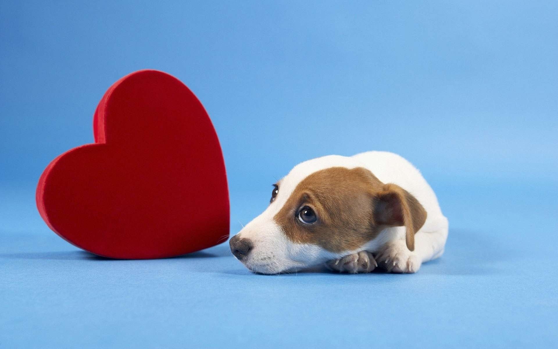 cachorro perro corazón