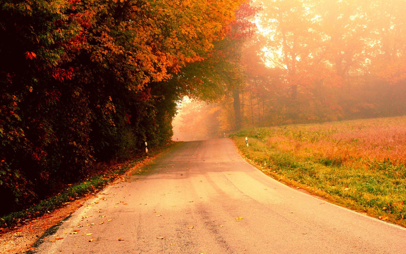 straße morgen nebel herbst bäume