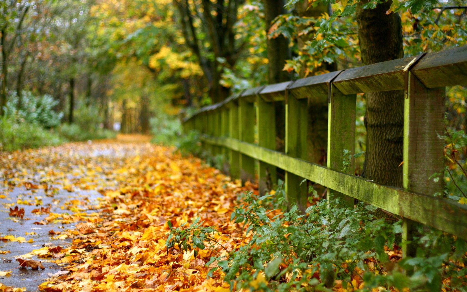 hojas cerca camino otoño