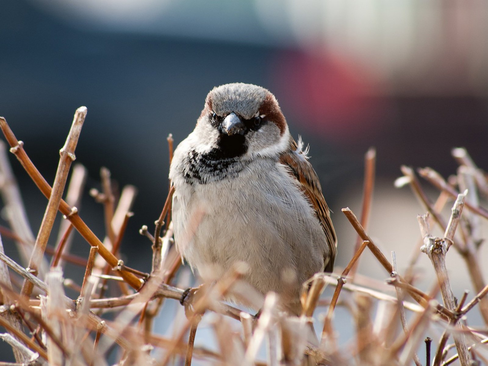 bird sparrow