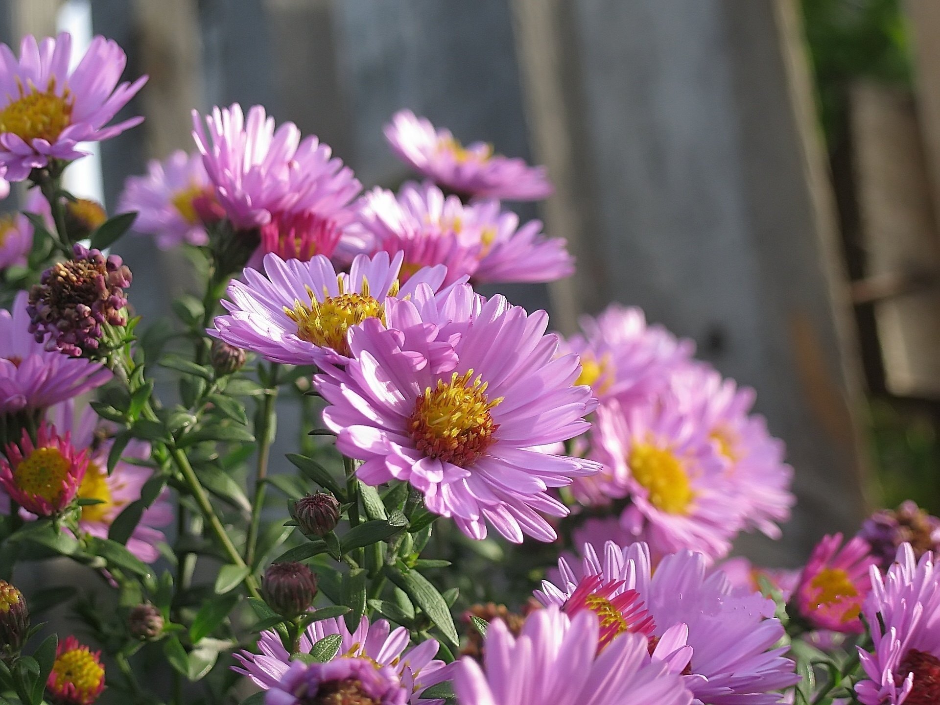 blumen herbst lila oktober