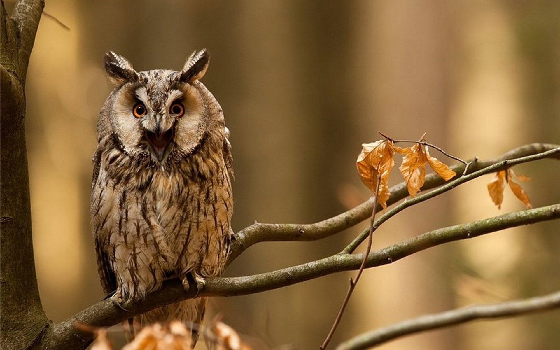 owl bird tree