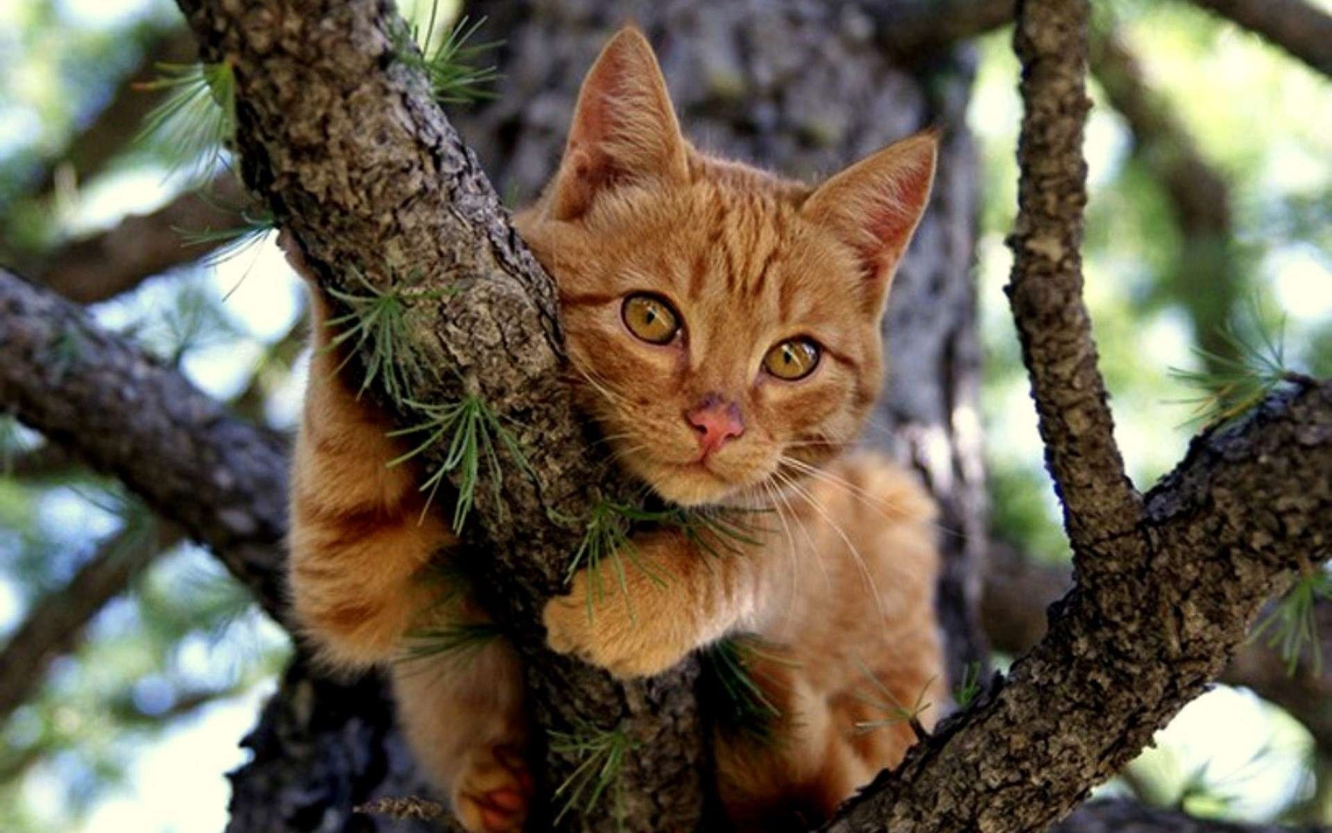 gato pelirroja árbol