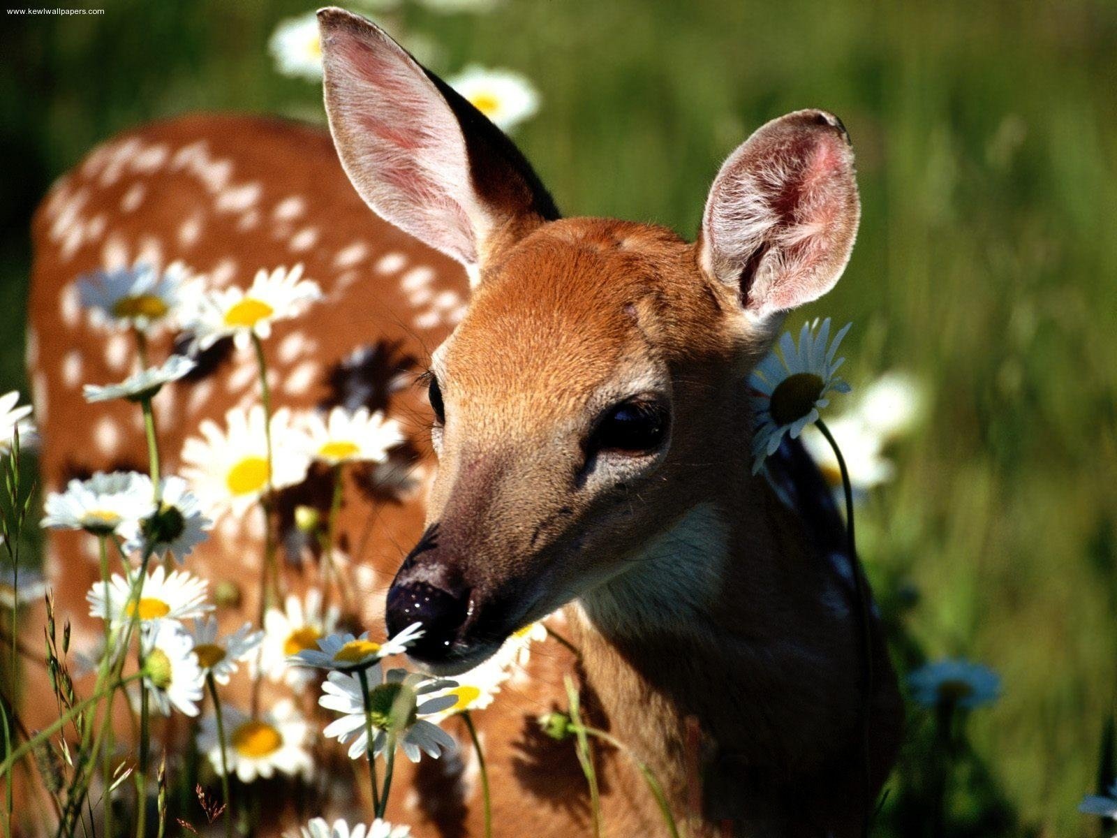 cerf cerf herbe