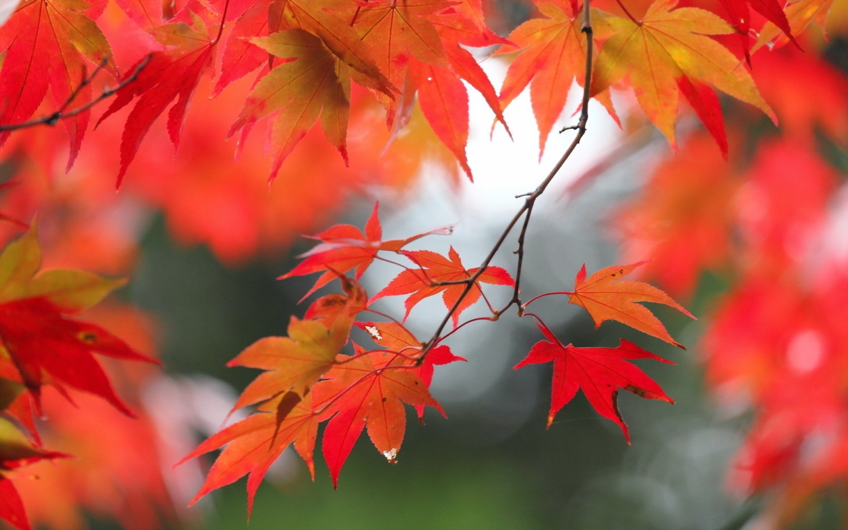 feuilles automne nature