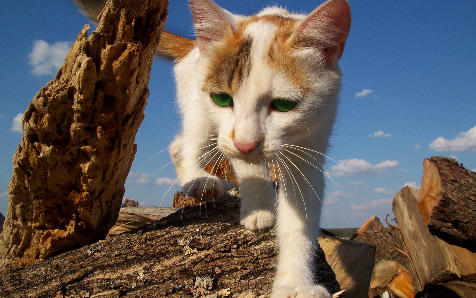 gato gato ojos verdes