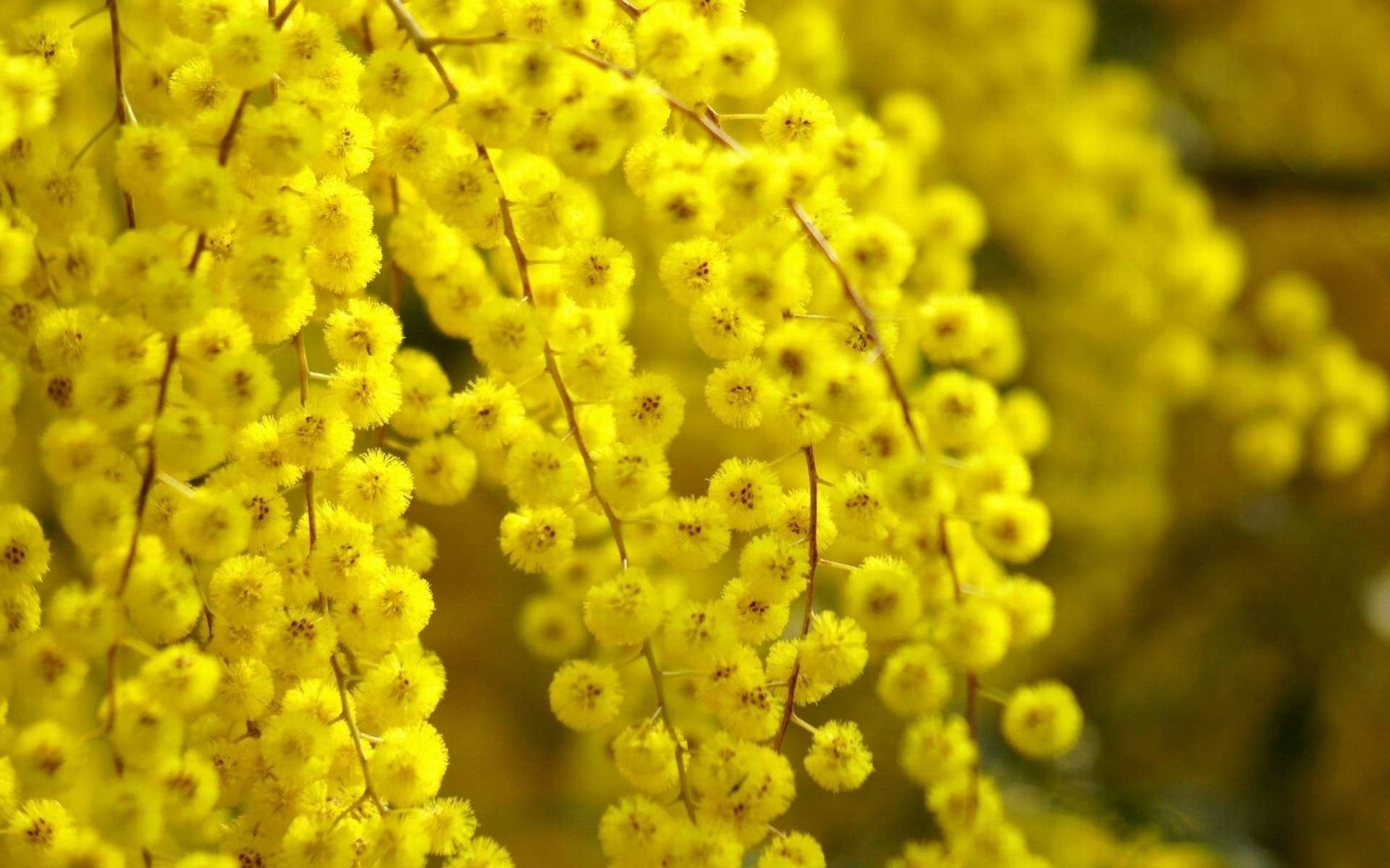 mimosa jaune