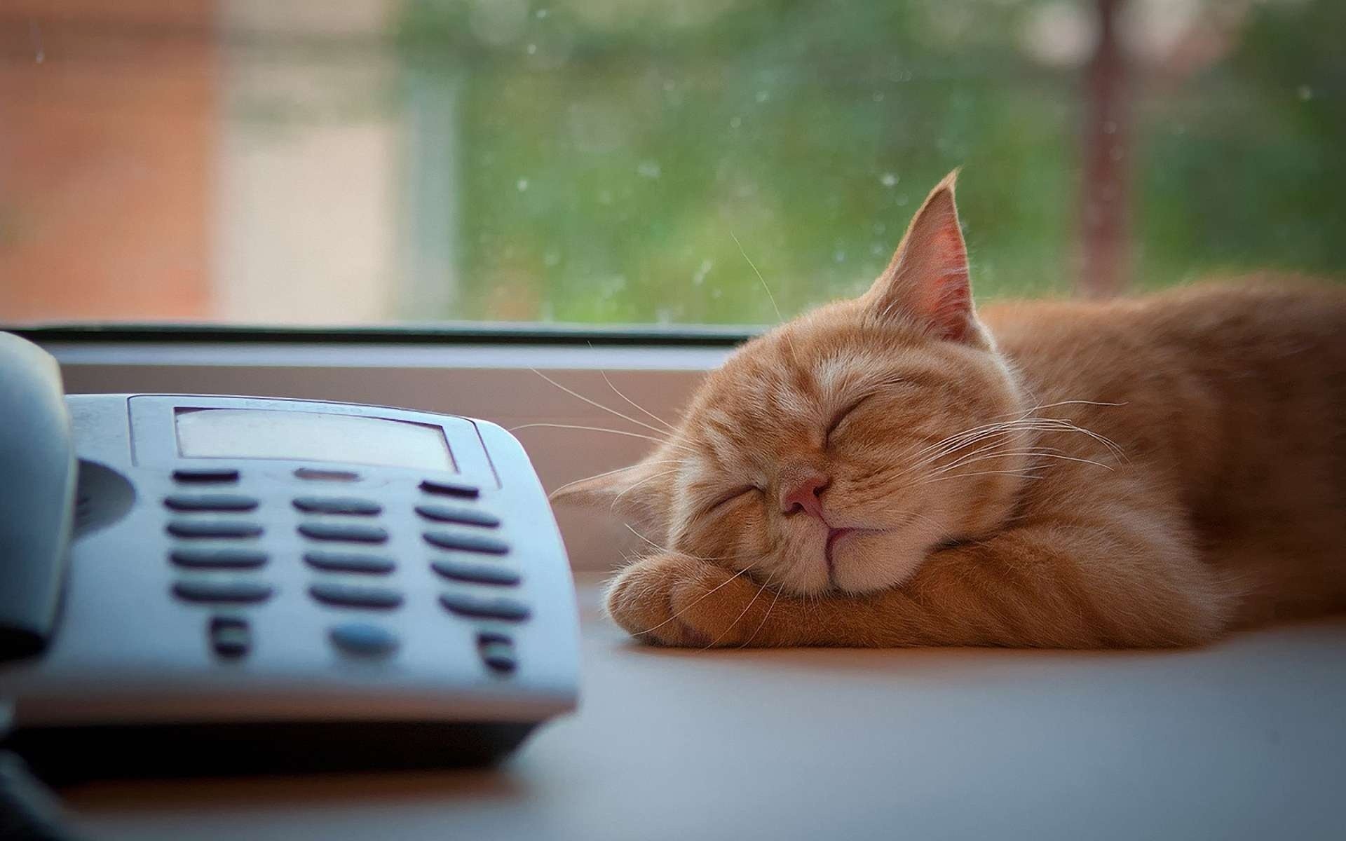 cat red sleep phone