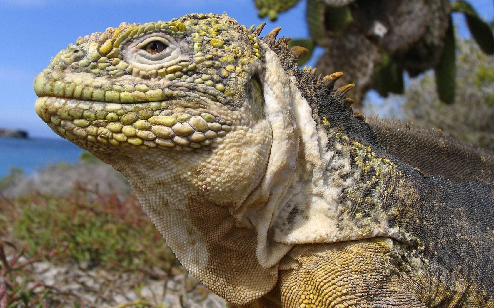 leguan eidechse