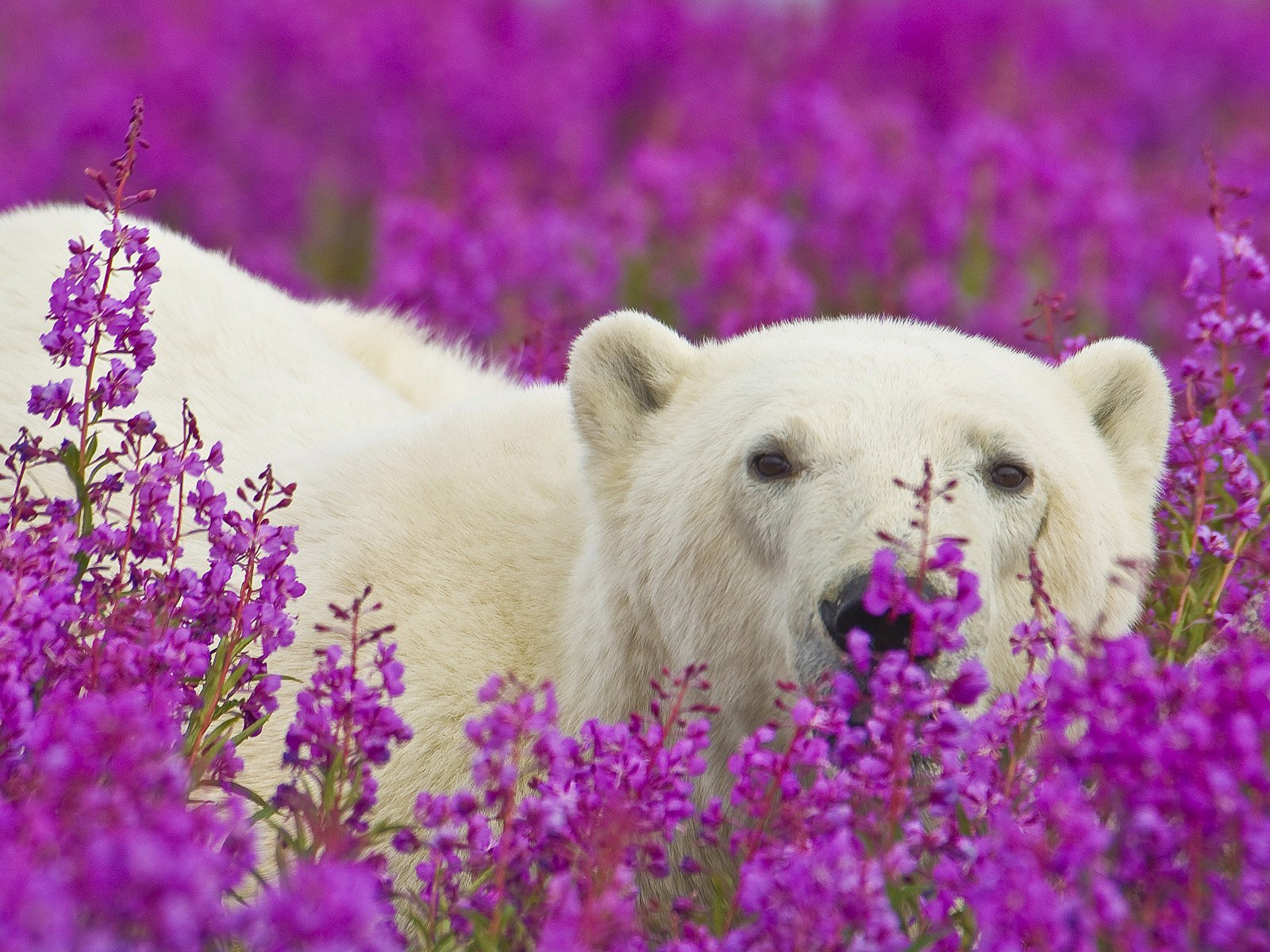 blumen weiß bär