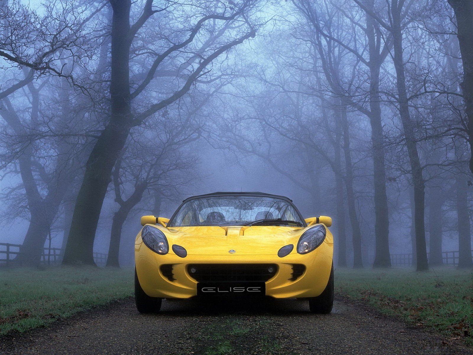 nebbia alberi giallo auto