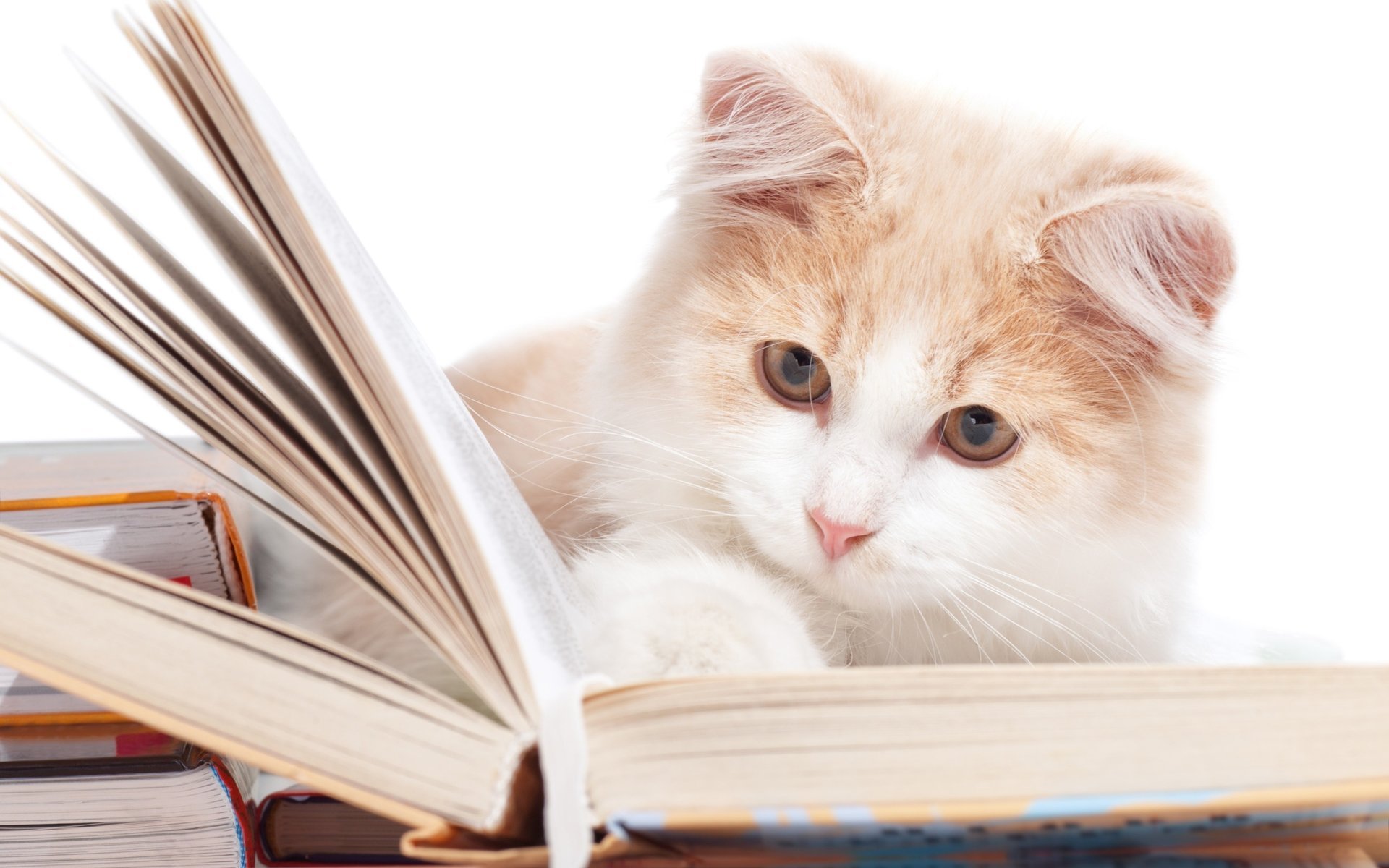 chat chat livres