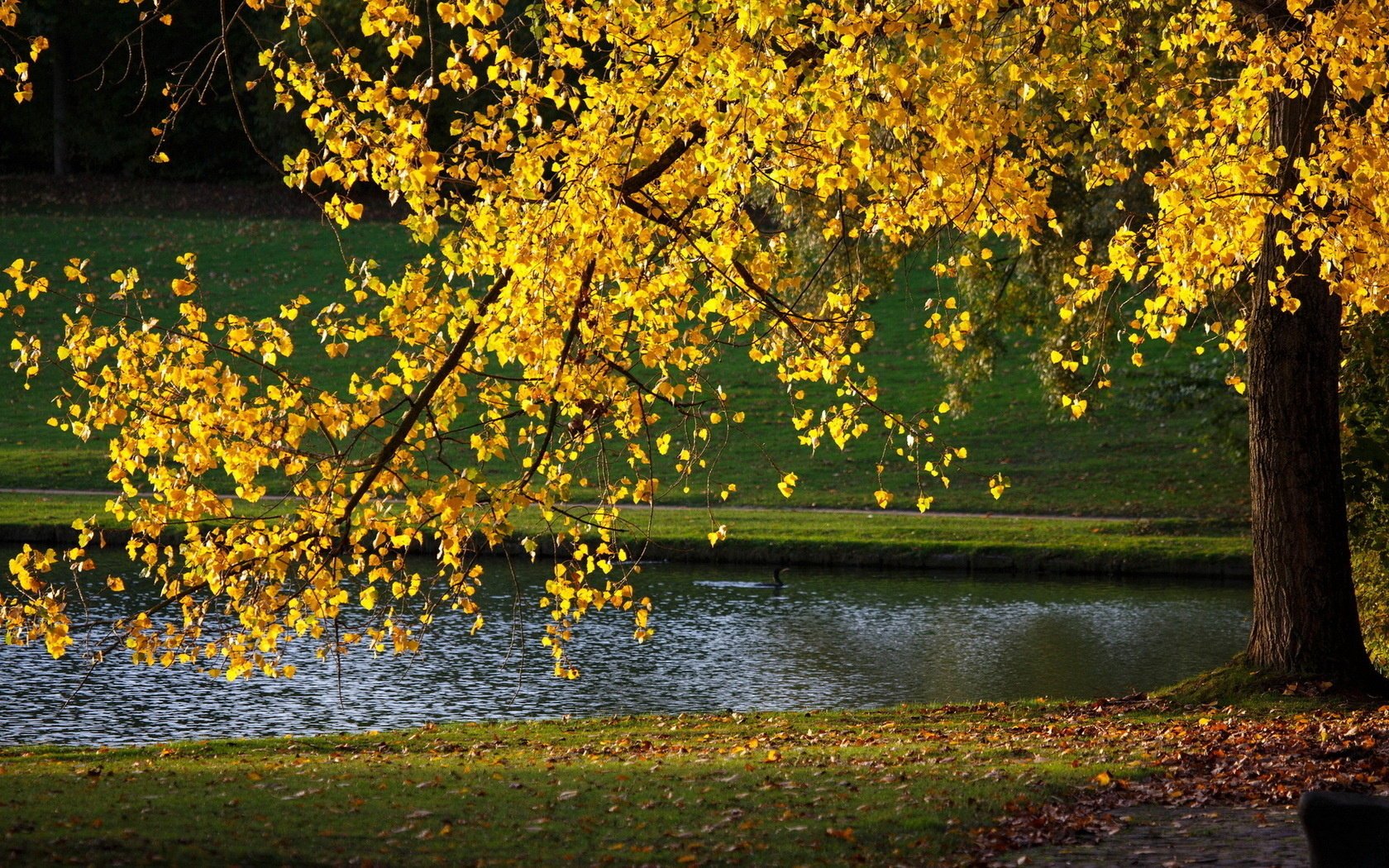 parco autunno natura