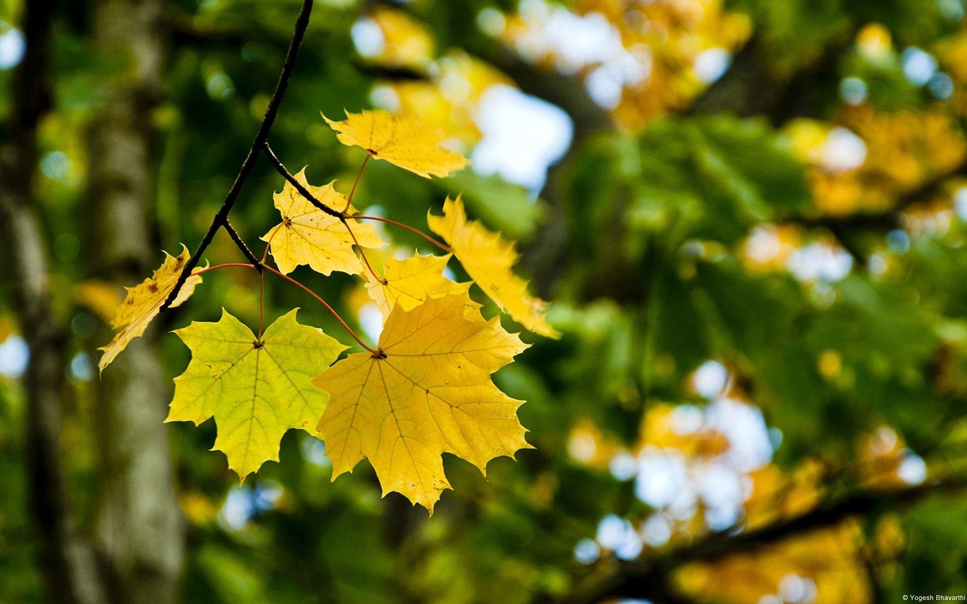 érable feuilles gros plan