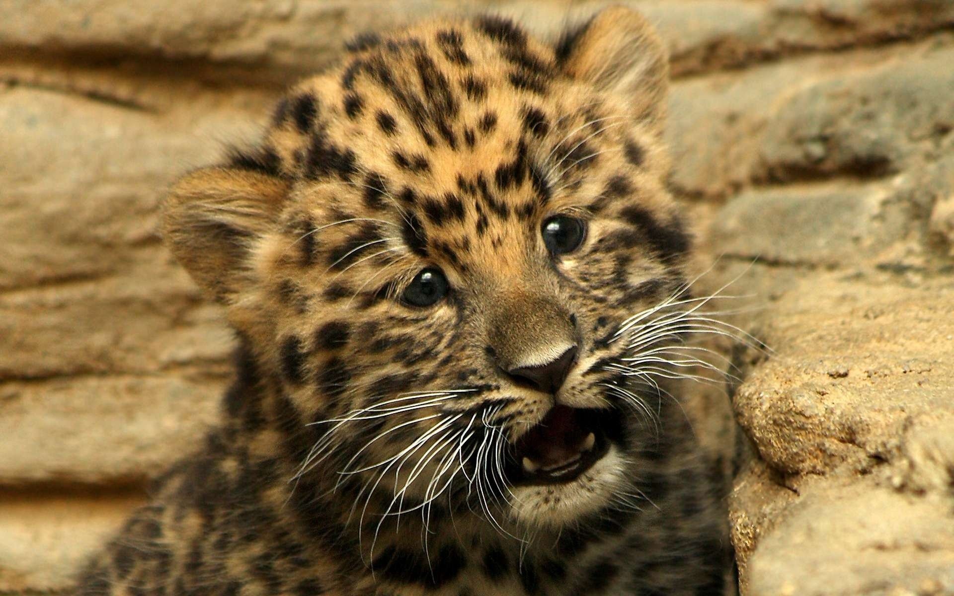 leopardo cucciolo bambino