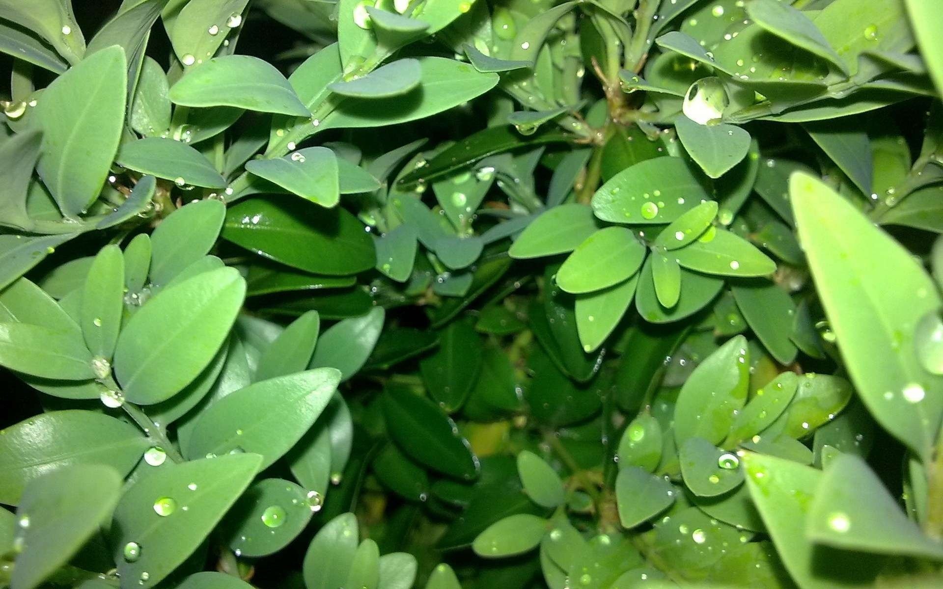 plant leaves drop