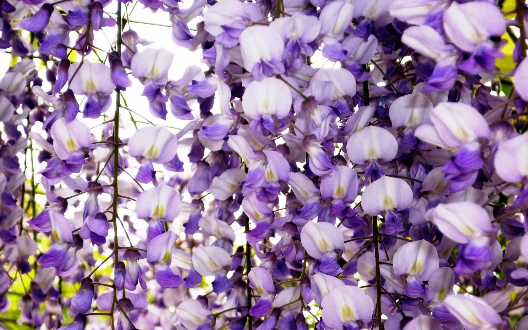 fleurs rideau pétales gros plan