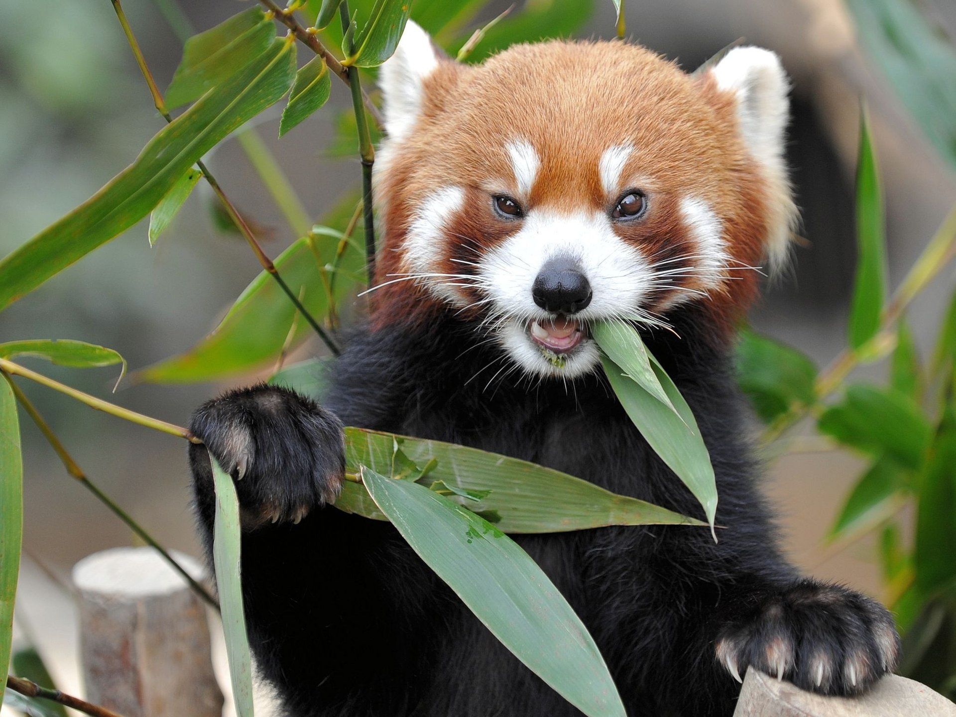 red panda animal