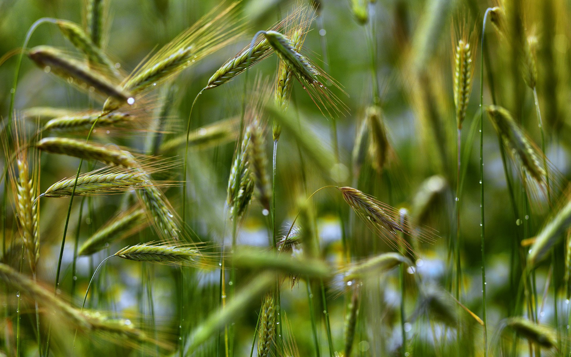 rye cereals ear