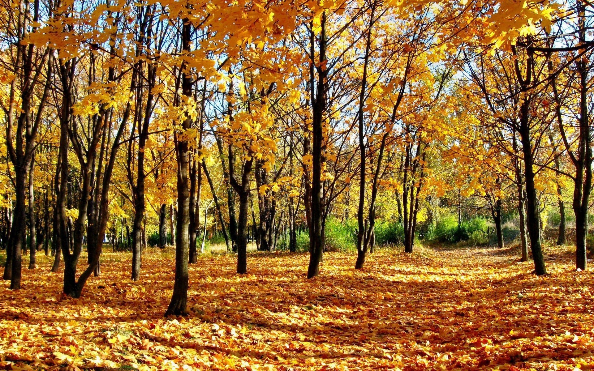 nature forêt