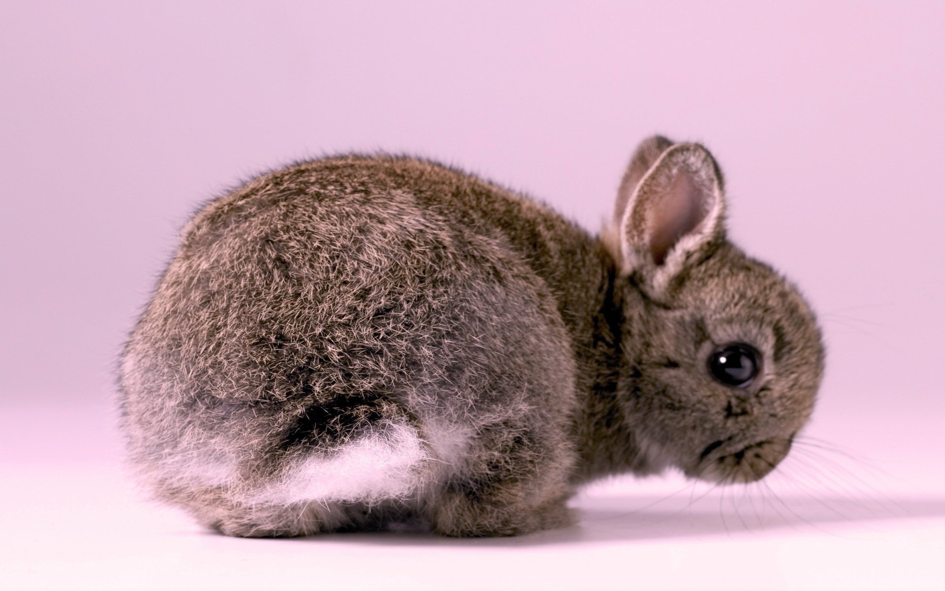 lapin lièvre fond