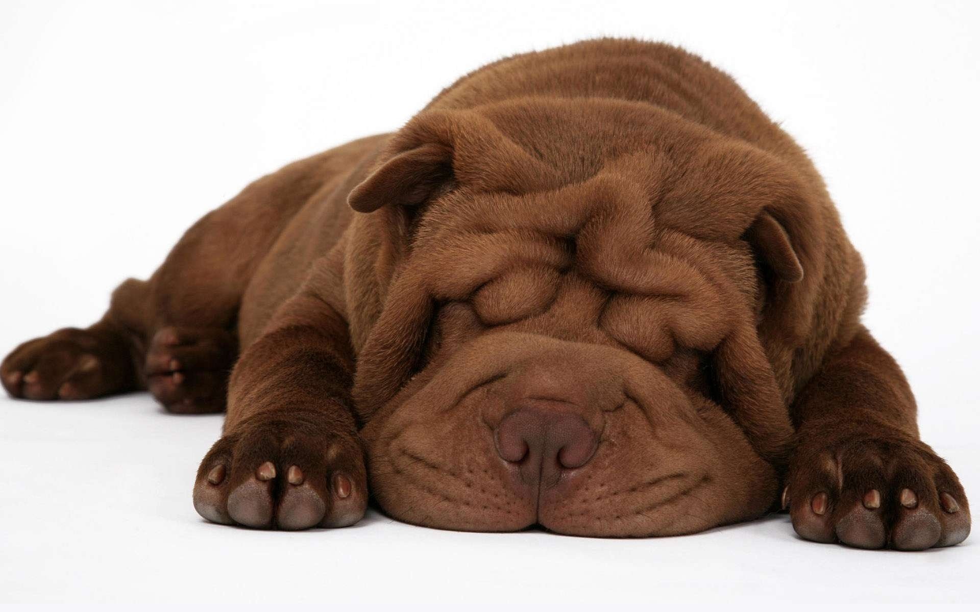 cucciolo shar pei