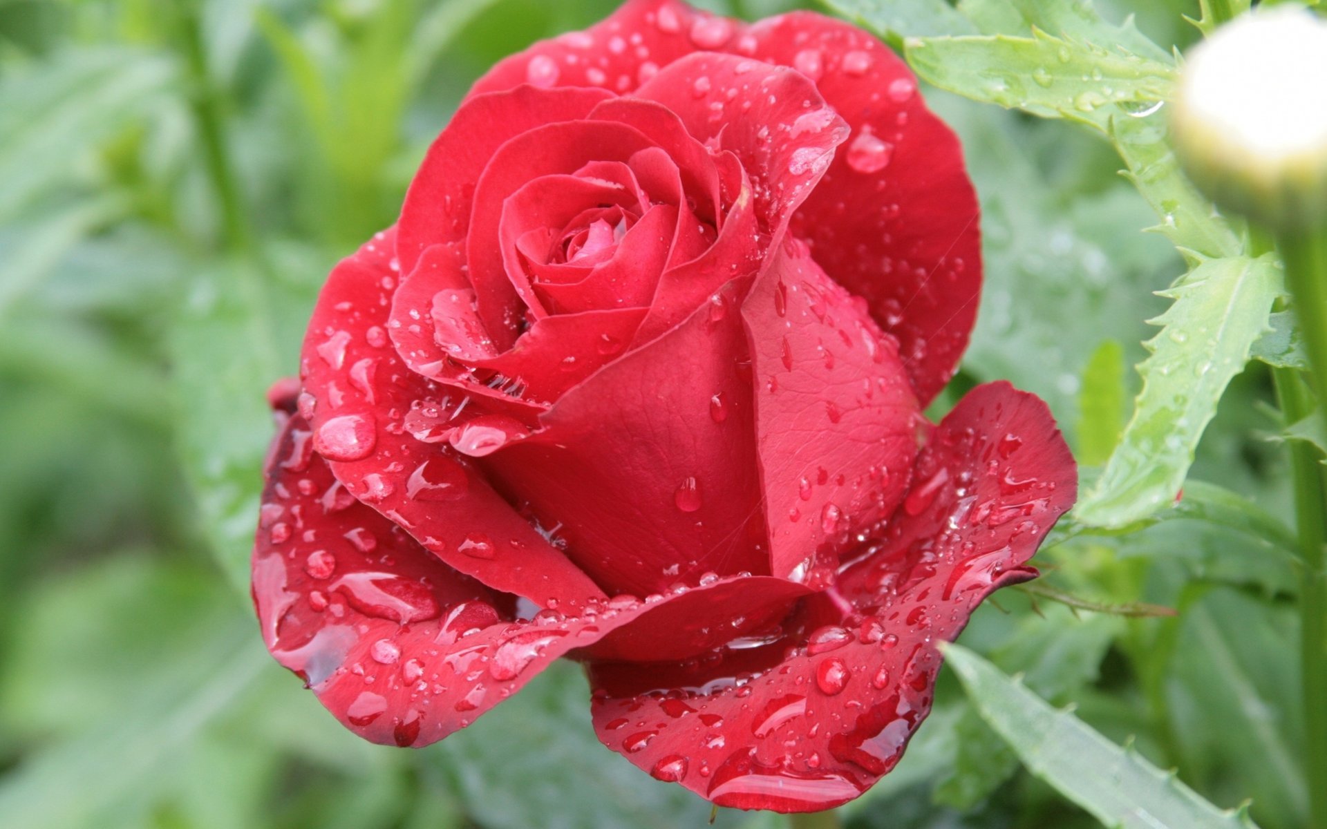 rose rouge gouttes rosée